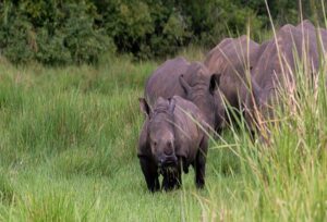 Rhinos grazing peacefully in the lush grasslands of Ziwa Rhino Sanctuary on a 10-days Uganda wildlife