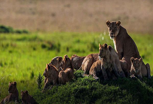 10 Days Rwanda Gorilla Trek, Golden Monkeys & Wildlife Safari
