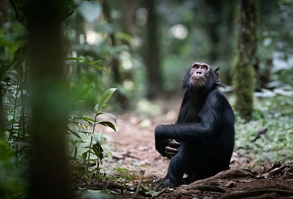 5 Days Uganda Gorillas and Chimpanzee Wildlife Safari