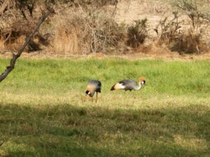 Elegant national bird of Uganda with distinctive crown-like feathers