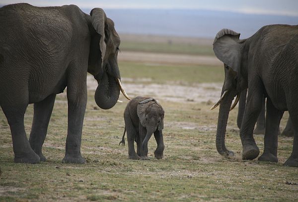 6 Days Wildlife Safari in Kenya