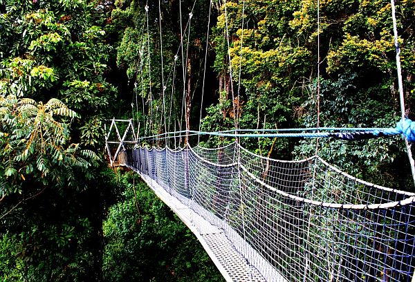 7 Days Rwanda Gorilla Trek and Chimps Tour