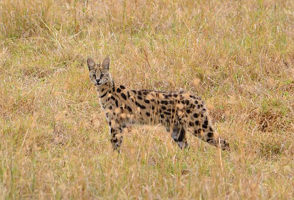 3 Days Tanzania wildlife Safari