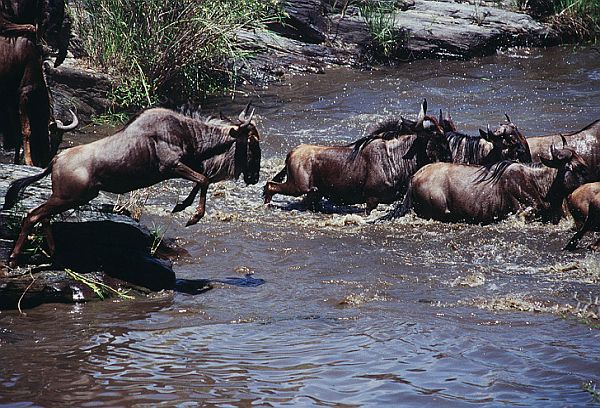 7 Days Kenya Wildlife Excursion