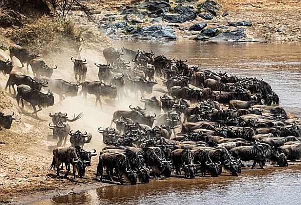 12 Days in Tanzania Expedition wildlife