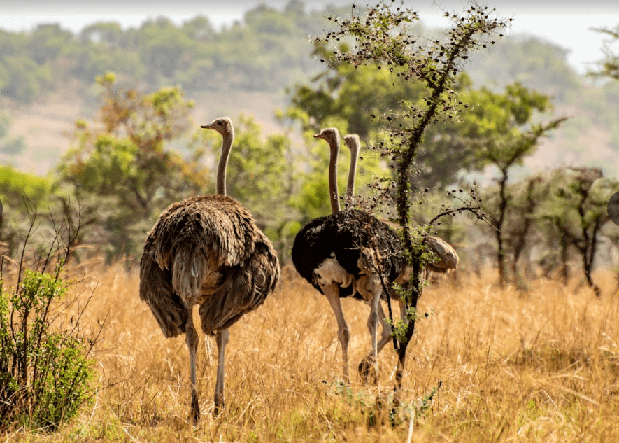 Pian Upe Game Reserve