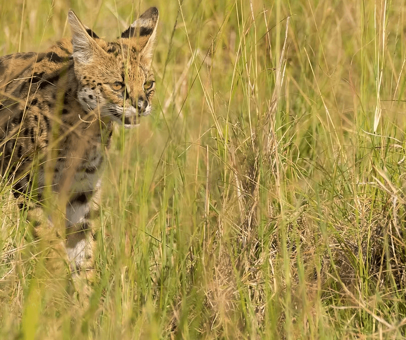 Matheniko Game Reserve